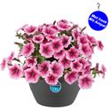 Afbeelding van HP27 o.kl. Petunia Rose vein